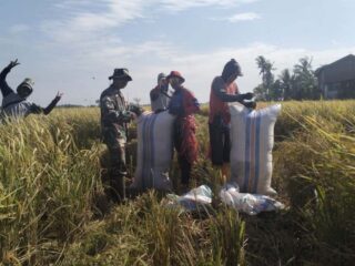 TNI dan Petani Bersinergi, Panen Padi di Kelurahan Sidenreng Berjalan Lancar