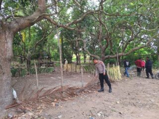 Penggerebekan Diduga Bocor, Arena Sabung Ayam Kosong di Perkebunan Massepe