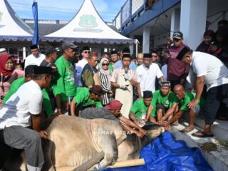 Bupati Sidrap Sembelih Langsung Hewan Kurban Bantuan Presiden, Warga Sambut Antusias