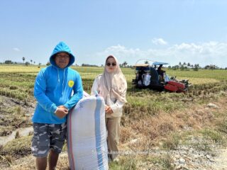 Sawah Tetap Produktif Saat Kemarau, Petani Desa Dongi Raup 6,96 Ton Gabah dari Lahan 78 Are